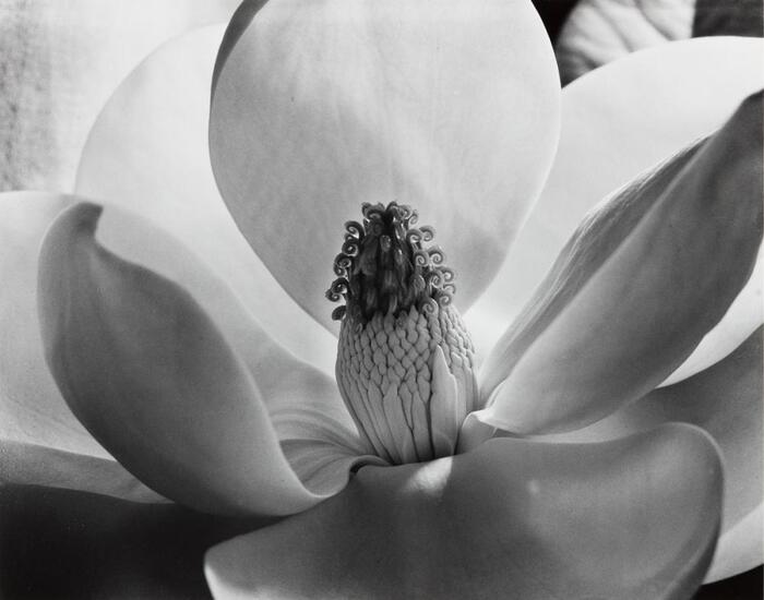 Imogen Cunningham magnolia blossom Imogen Cunningham opere