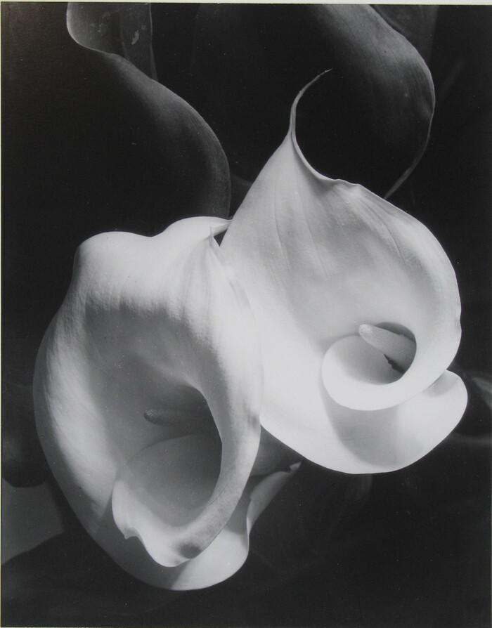Imogen Cunningham two callas Imogen Cunningham fotografia