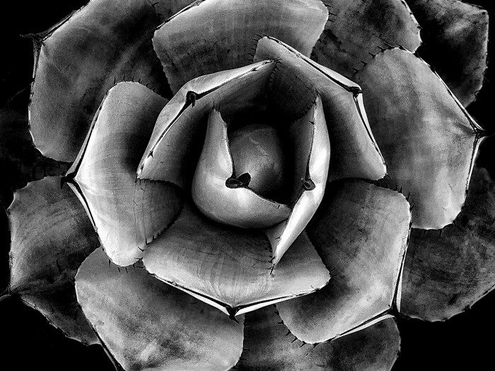 la fotografa Imogen Cunningham Imogen Cunningham