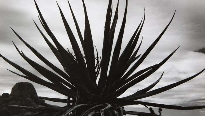 le frasi fotografia analogica